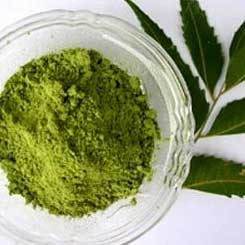 Neem Powder Manufacturer Supplier Wholesale Exporter Importer Buyer Trader Retailer in Sojat Rajasthan India